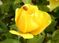 Yellow Rose with Ladybug