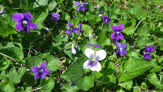 Violets in bloom