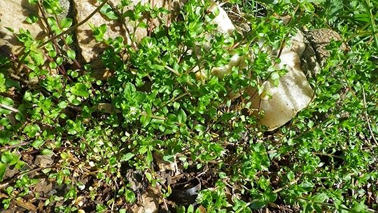 Chickweed - Stellaria media