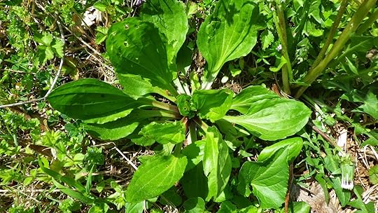 Common plantain - Plantago major