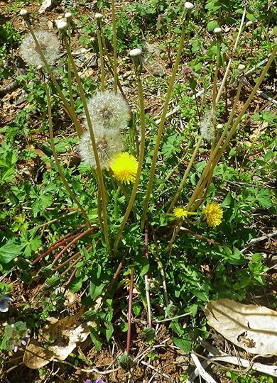 Dandelion - Taraxacum officinale
