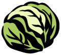 cabbage