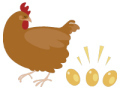 chicken and eggs