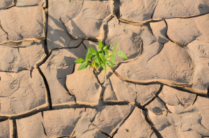 Plant in dried cracked mud