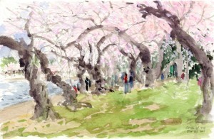 Cherry Blossoms 2014-01