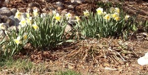 daffodils