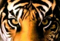  photo 13735582_zpsf9bd940d.jpg