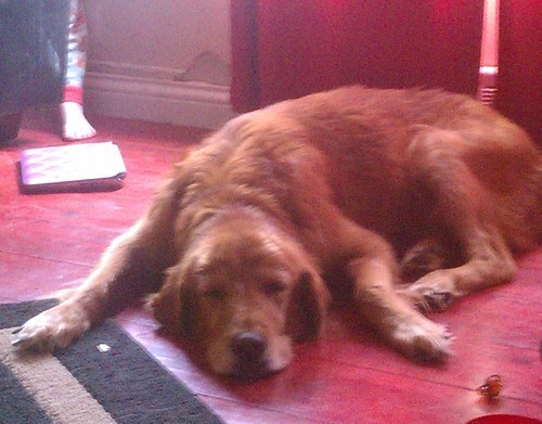 Life is rough when you're an old dog.