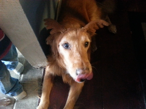Axl the wetnosed reindog.  