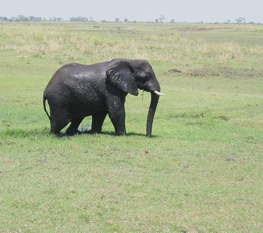 African Elephant