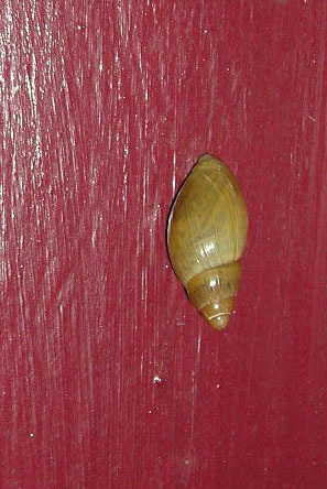 Tree snail