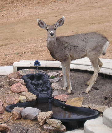 Mule Deer