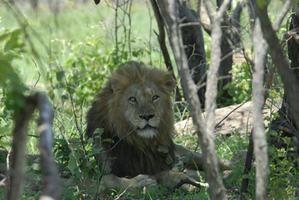 Lion