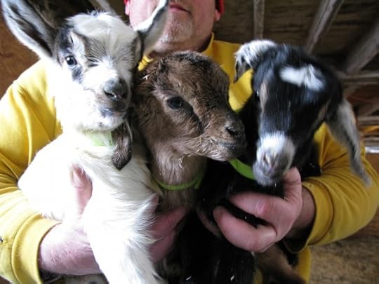 Beekman Baby Goats