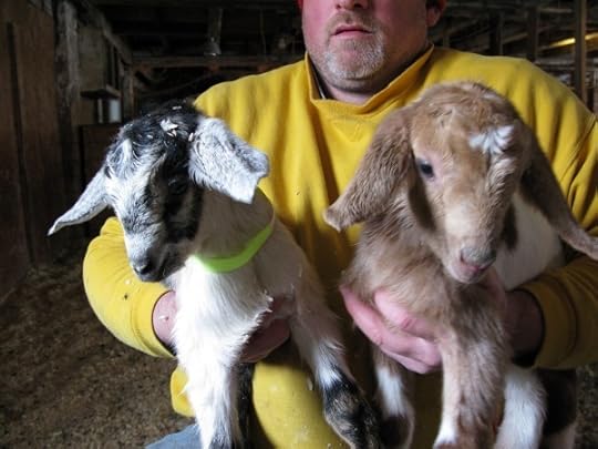 Beekman Baby Goats