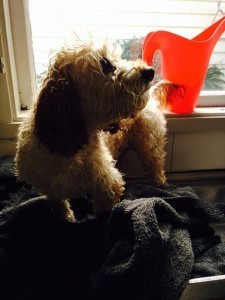 10245533_10152046487547536_4469864439650835223_n