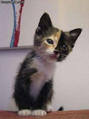  photo Half_And_Half_Kitten_zpsd3a248d2.jpg