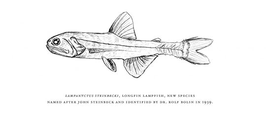 Lampanyctus steinbeck