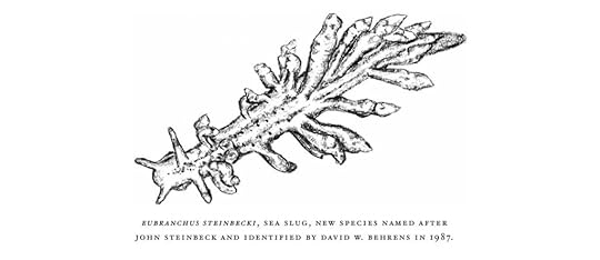 Eubranchus steinbecki