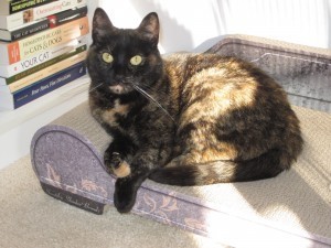 cat_lounge