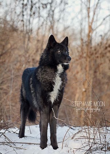 ☀Ambassador Wolf Lucien of Ironwood Wolves, Black Wolf**