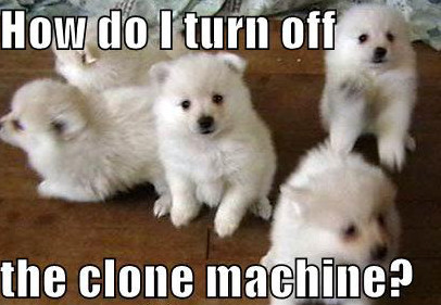 cute-puppy-pictures-cloned-puppies-e1397347297110