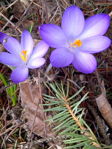 Crocuses --Spring must really be here!
