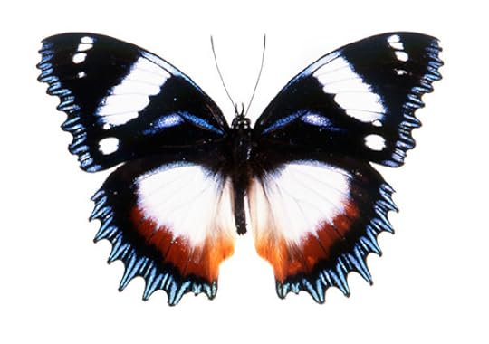 Hypolimnas dexithea