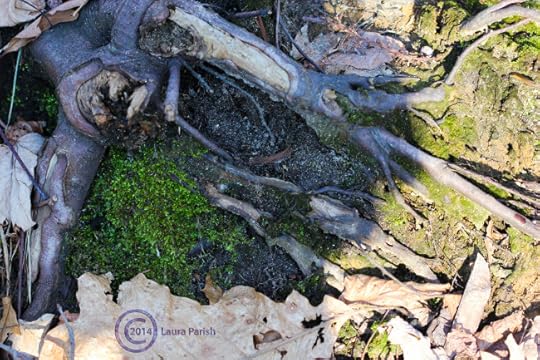 Amidst the land of Rootidom...