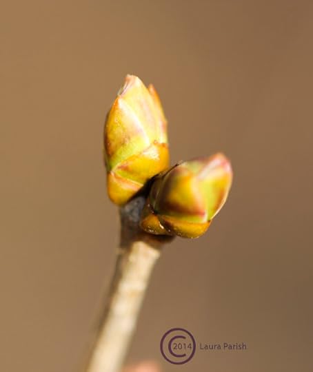 Behold the buds of the lilac bush! I moved this guy using a bobcat after I almost killed it. Four some-odd years later it lives!