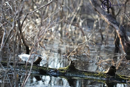 Amidst the frogs & living things, dead things float...