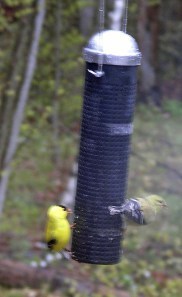 Goldfinch at Feeder
