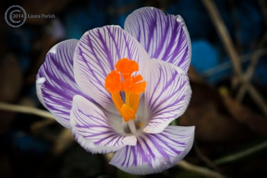 Here's one of the two Crocus varieties I have growing.