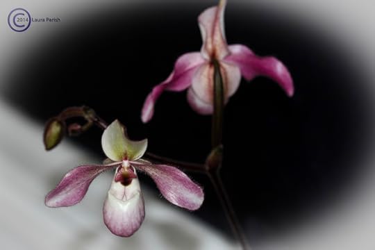 Paphiopedilum 'Pink Fred' multifloral, 2 open, 2 to go
