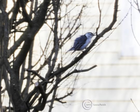 He is showing his handsome little fluffed up stuff!