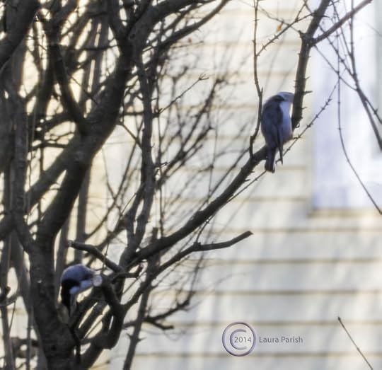 Nuthatch pair courting