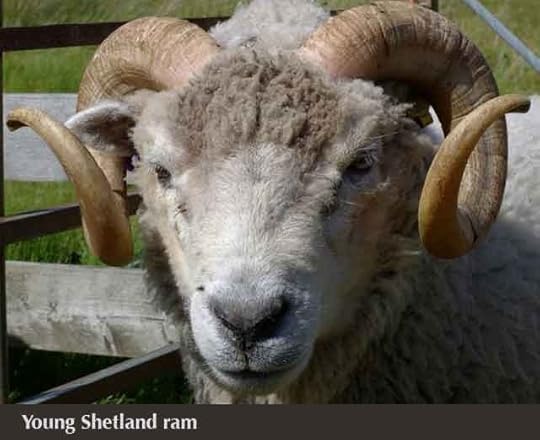WEB-Shetland_Ram