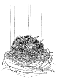 Robin nest, illustration by MJR from his forthcoming book, GEORGICS.