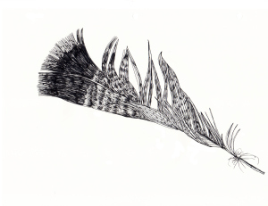 Wild turkey feather illustration by MJR from his forthcoming book, GEORGICS. 