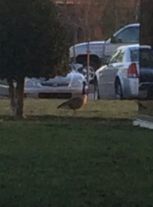 KillerGoose