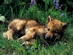  photo Wolfpuppy_zps17fe4a54.jpg