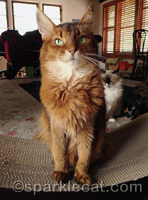 See those bozos in the background? They have NO idea what kind of humans we live with!