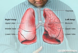 lungs