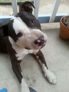 Opie, cutest and dirtiest pitbull on the planet.