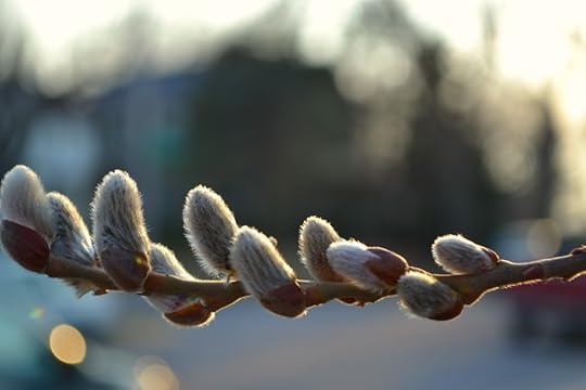 pussywillow