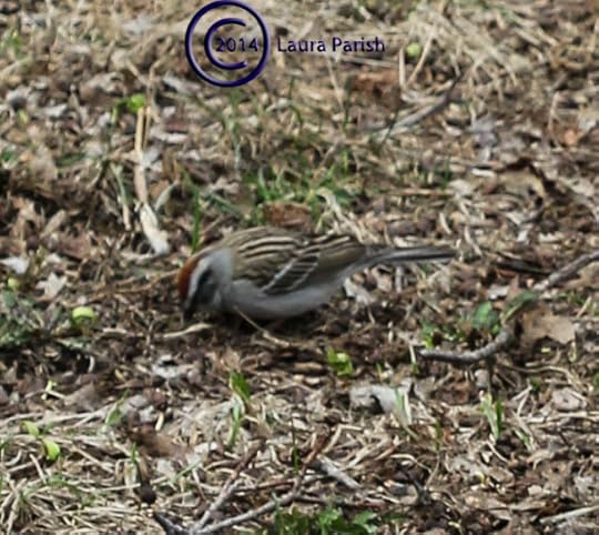 My first officially identified Chipping Sparrow in my backyard.
