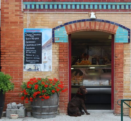 Dogs-of-france
