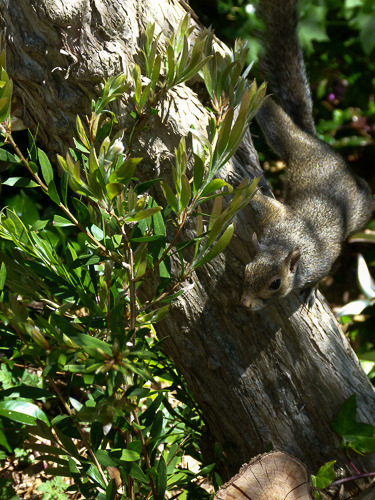 Squirrel in Action