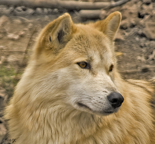  photo Wolf2_zps529e7c4f.jpg