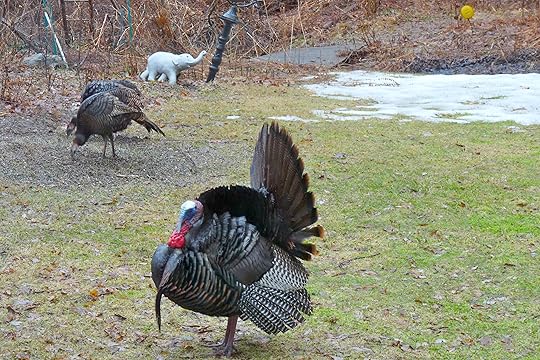 Male turkey and two females